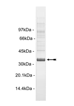 Eurofins DiscoverX Hck Protein, Activated 250 &mu;g | Buy Online | Eurofins DiscoverX | Fisher Scientific